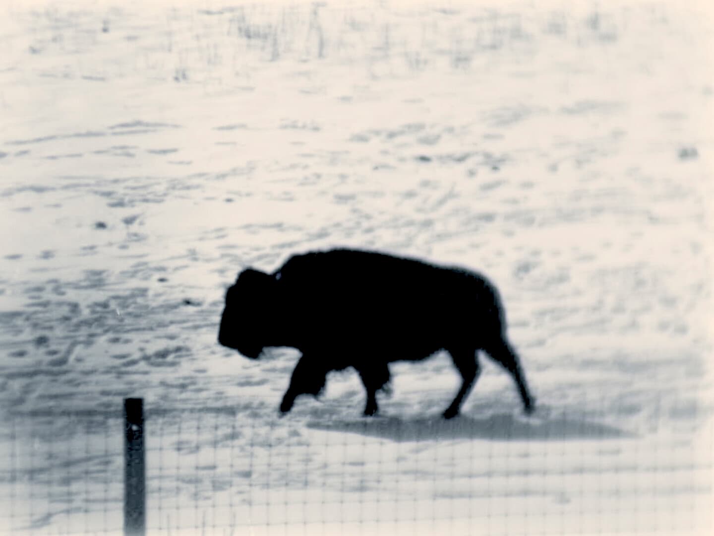 Still from NATURAL ORDER