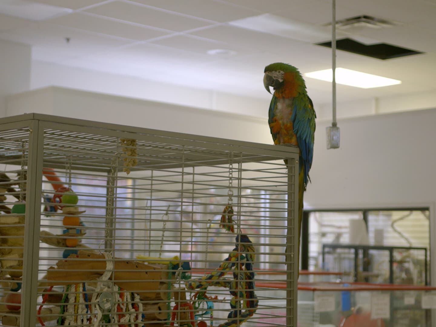 Still from Apples to Oranges