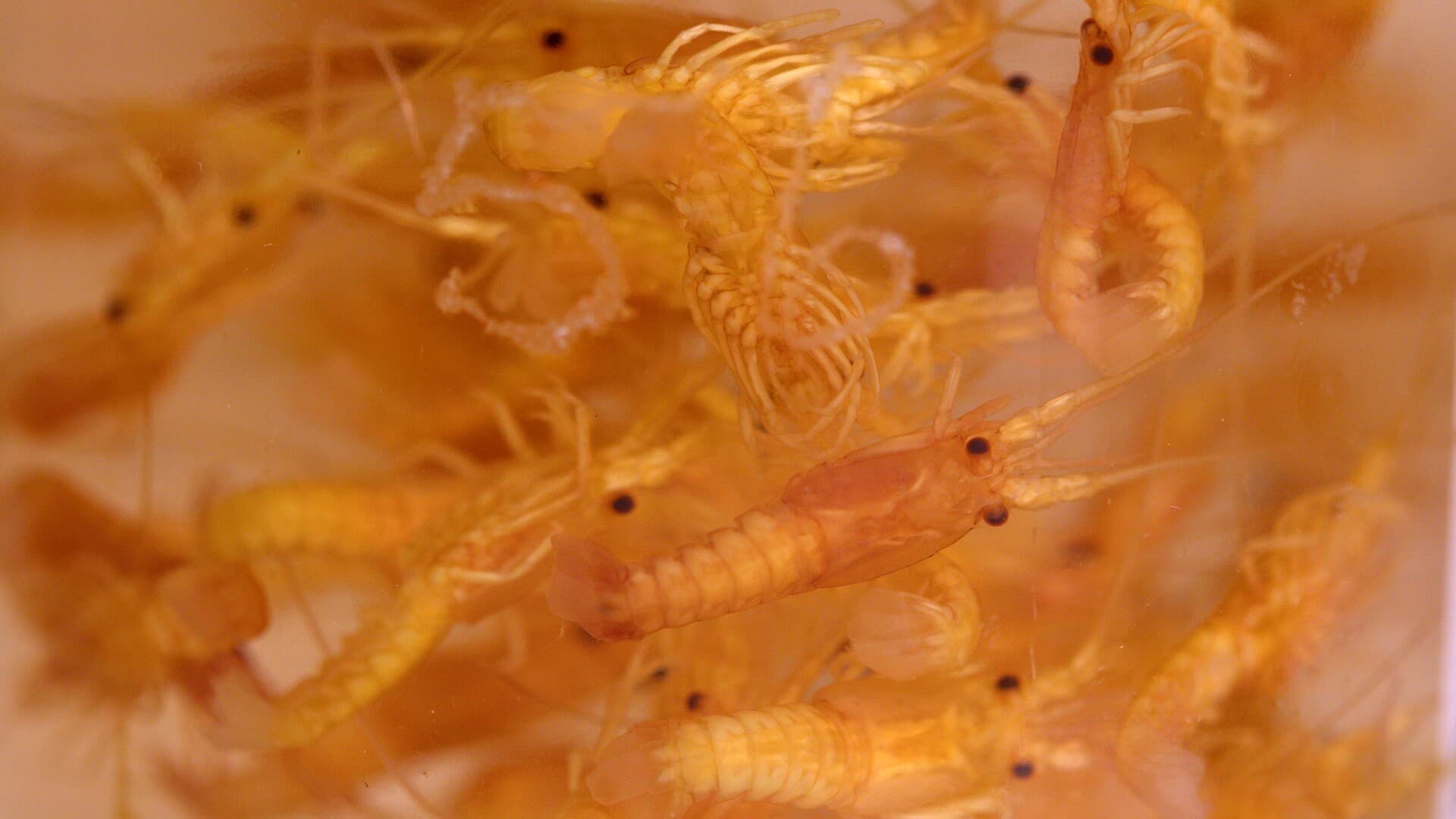 Still from LOBSTEROPOLIS