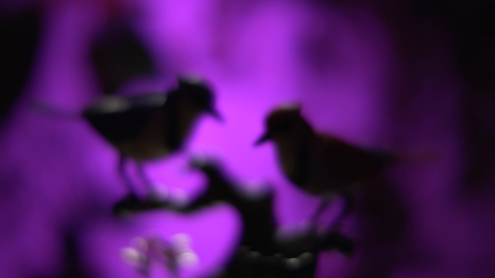 Still from Sleepless Flight