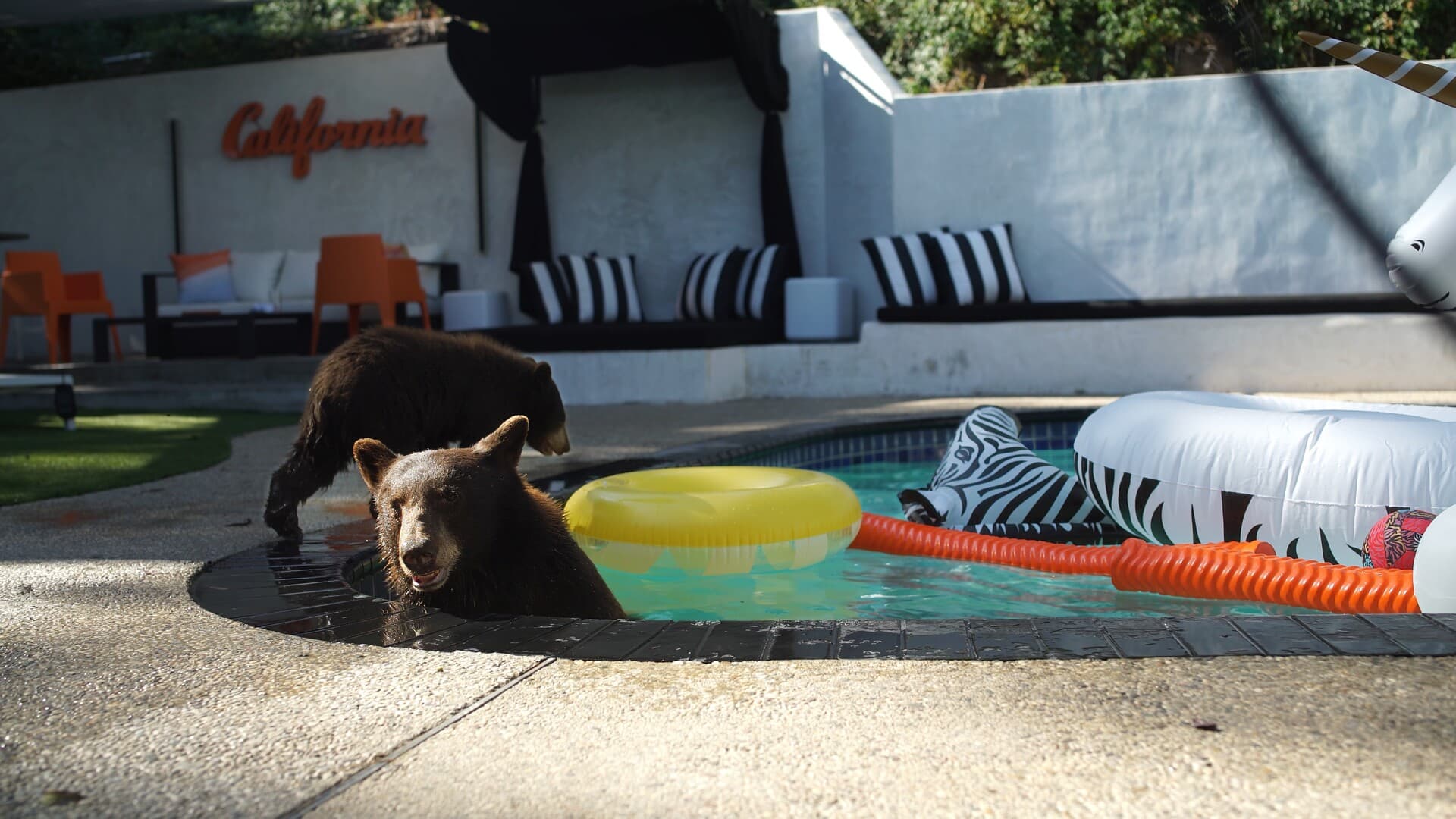 Still from BEARS IN HOT TUBS