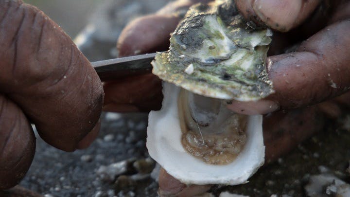 Still from Marsh Clouds: The Oysters of Harris Neck