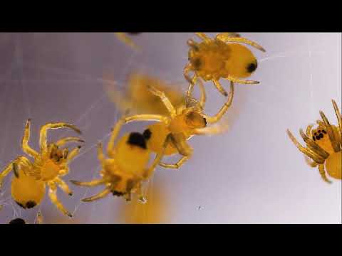 Still from Tornado Lake