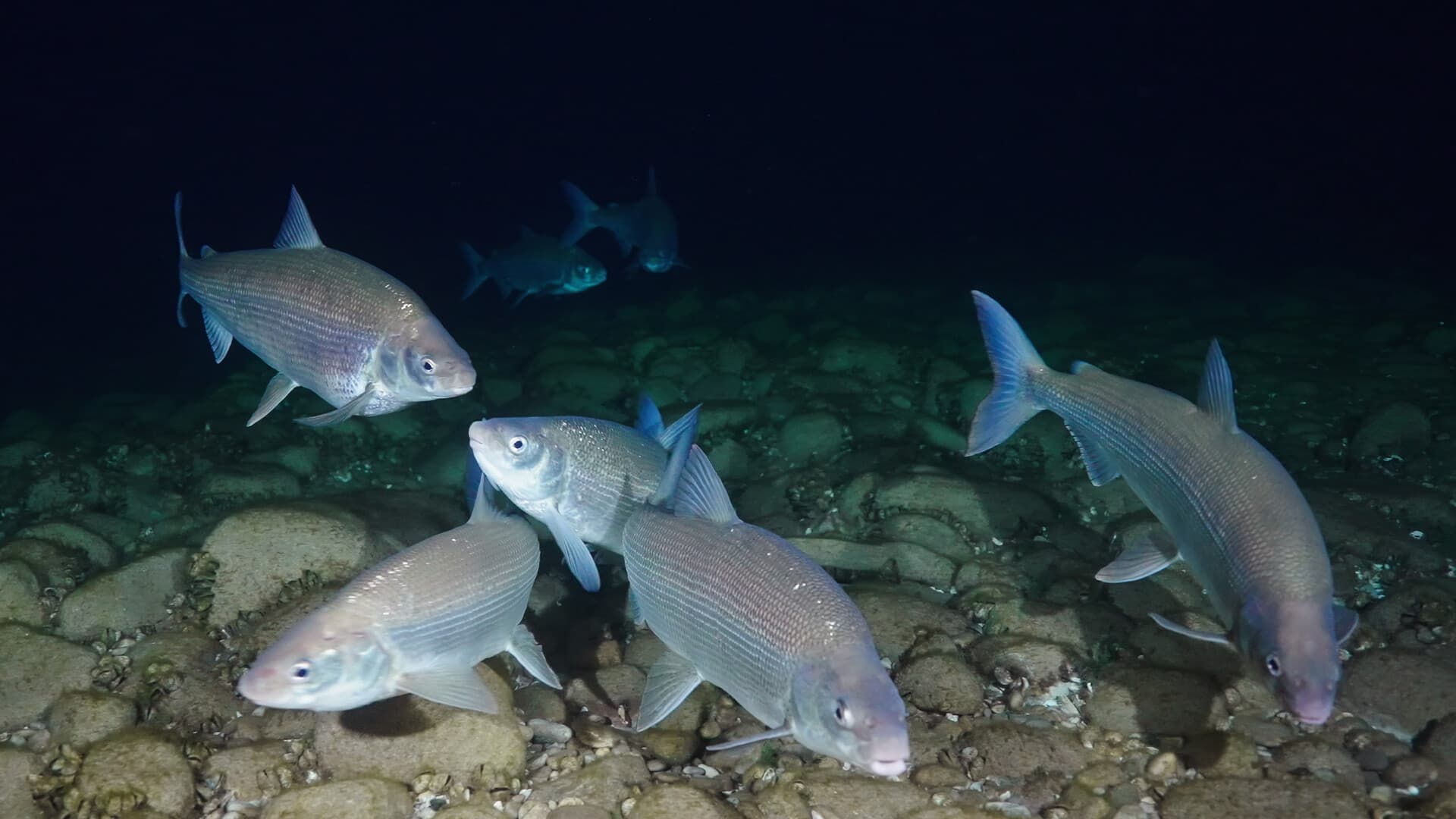 Still from All Too Clear