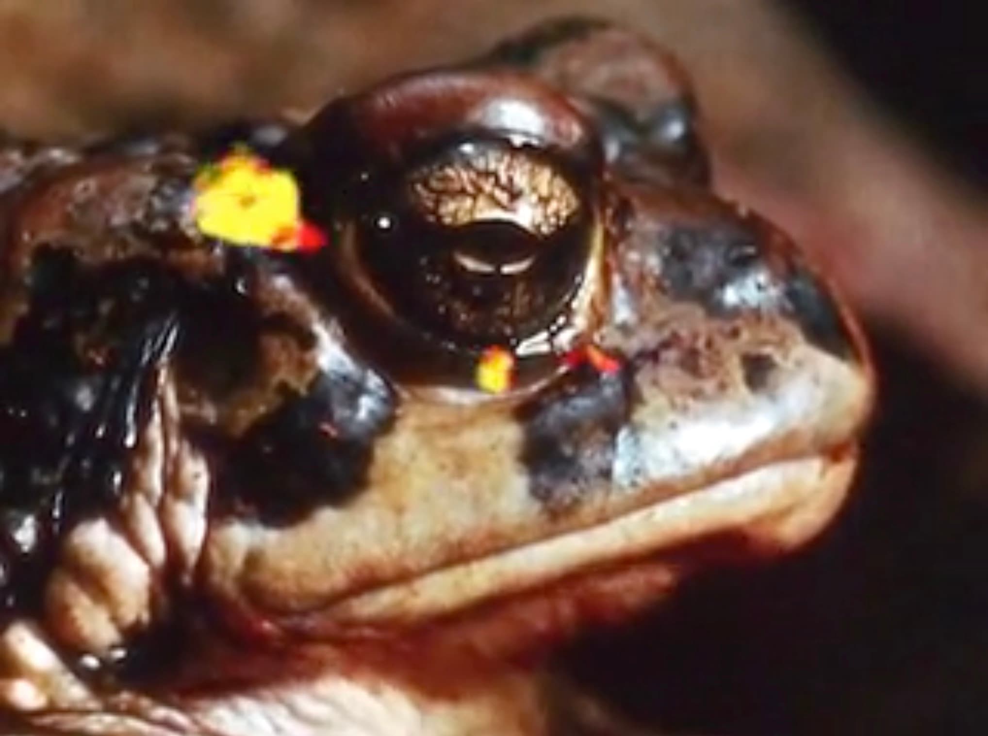 Still from Some Thoughts on the Common Toad