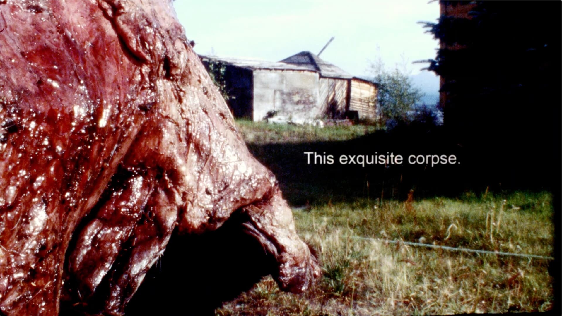 Still from ONE DUCK DOWN