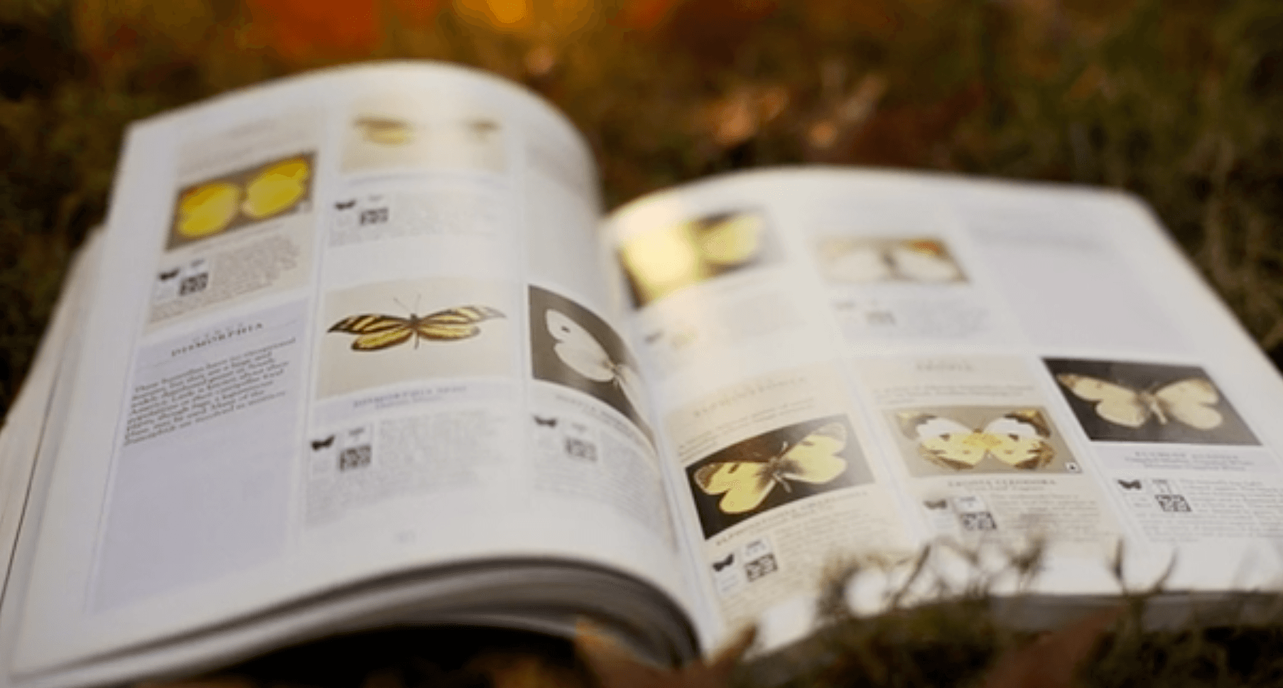 Still from Butterflies